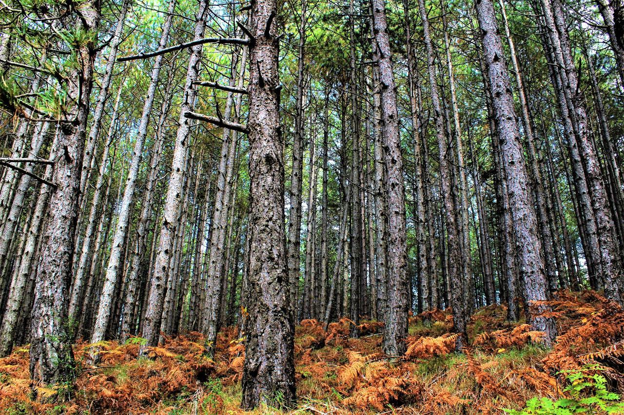 Foresta In Medias Mores トリポリス エクステリア 写真